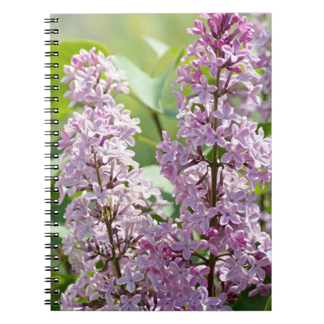 Caderno Espiral Notebook Lilac P5390 (Frente)