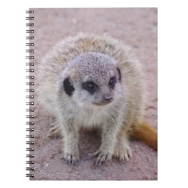 Caderno Espiral Notebook Meerkat (Frente)