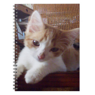 Caderno Espiral Notebook Meow Cats 22