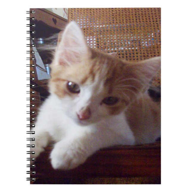 Caderno Espiral Notebook Meow Cats 22 (Frente)