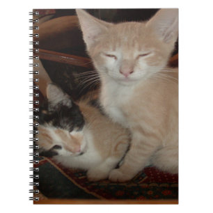 Caderno Espiral Notebook Meow Cats 28