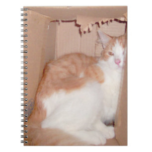 Caderno Espiral Notebook Meow Cats 31
