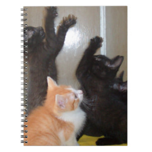 Caderno Espiral Notebook Meow Cats 36