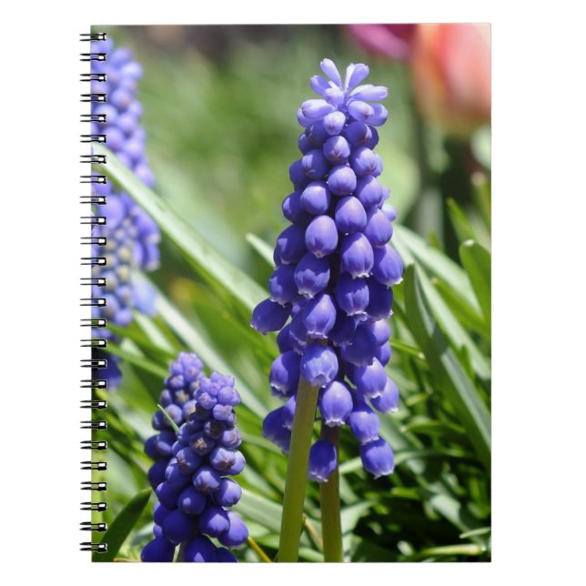 Caderno Espiral Notebook Muscari (Grape Hyacinth) (Frente)