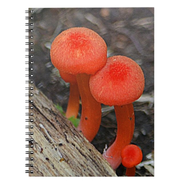 Caderno Espiral Notebook Mushroom (Frente)