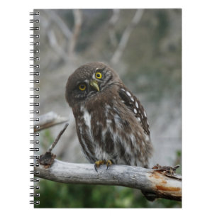 Caderno Espiral Notebook Norte Pygmy Owl