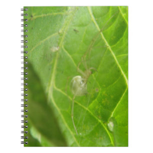 Caderno Espiral Notebook Pequeno Aranha