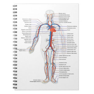 Caderno Espiral Notebook Personalizado de Anatomia e Circulação Hu