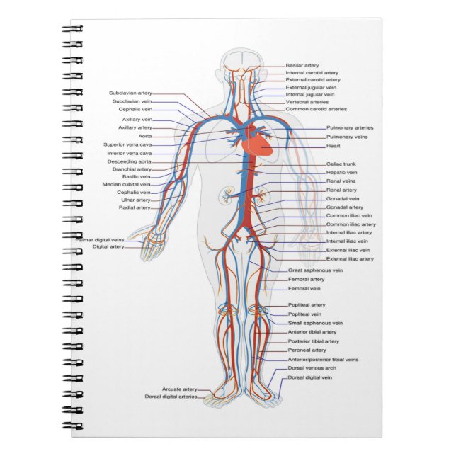 Caderno Espiral Notebook Personalizado de Anatomia e Circulação Hu (Frente)