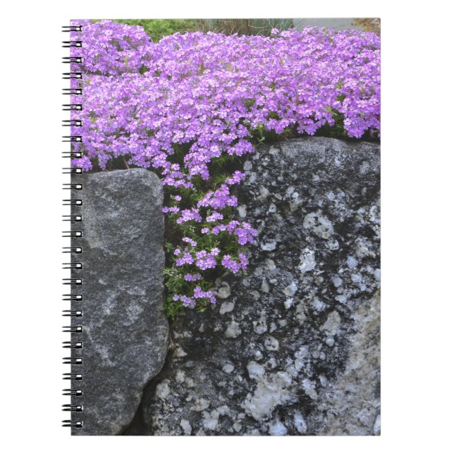 Caderno Espiral Notebook Phlox On Stone Wall (Frente)