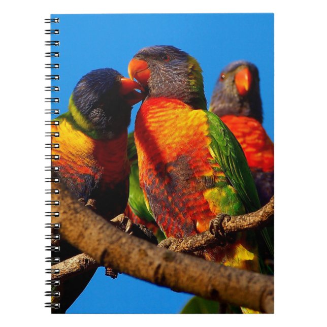 Caderno Espiral Notebook Rainbow Lorikeet (Frente)