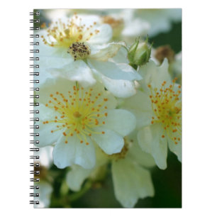 Caderno Espiral Notebook Rambling Rosa Flower Nature