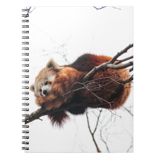 Caderno Espiral Notebook Red Panda (Frente)