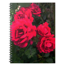 Caderno Espiral Notebook Rosa vermelha Rosarium