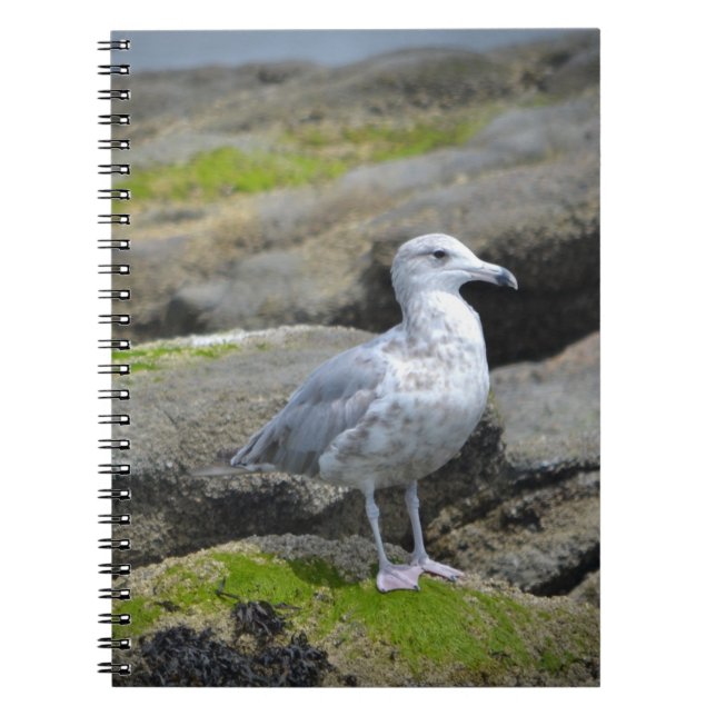 Caderno Espiral Notebook Seagull (Frente)