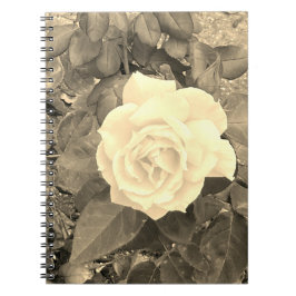 Caderno Espiral Notebook Sepia Rosa