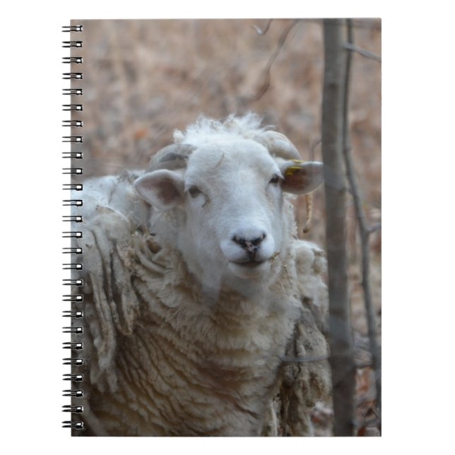 Caderno Espiral Notebook Sheep (Frente)