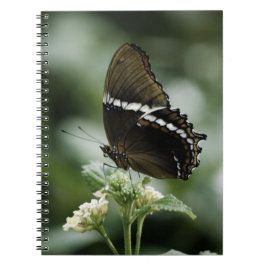 Caderno Espiral Notebook Siproeta