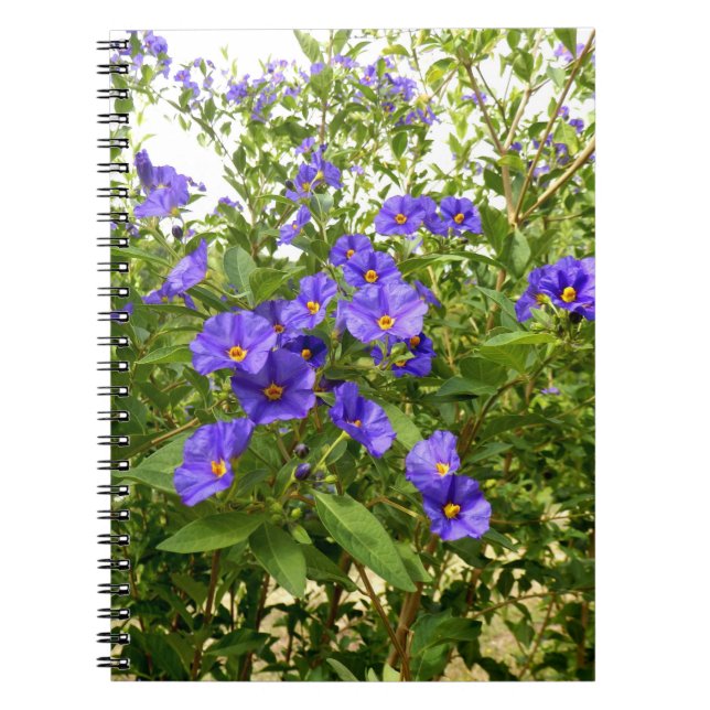 Caderno Espiral Notebook Sisyrinchium Angustifolium (Frente)