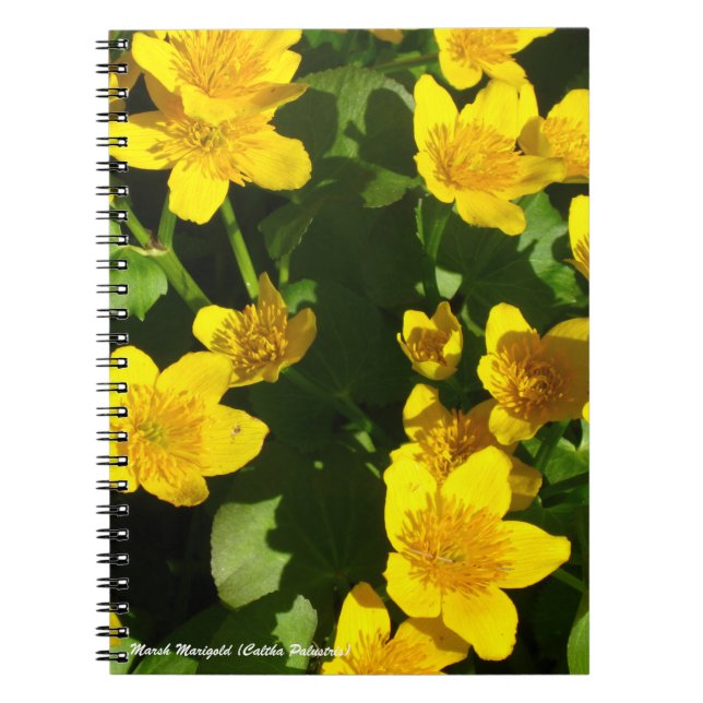 Caderno Espiral Notebook Spiral 8 x 11 pol | Marsh Marigold (Frente)