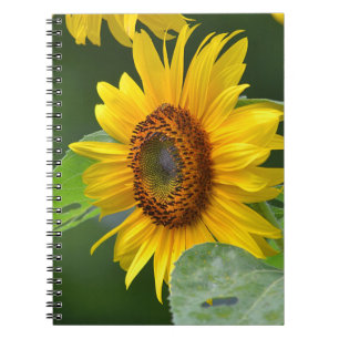 Caderno Espiral Notebook Sunflower