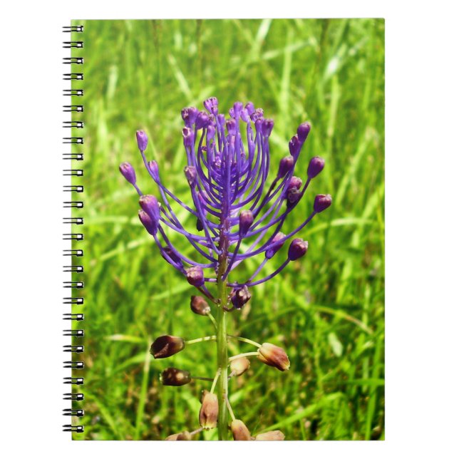 Caderno Espiral Notebook Tassel-Hyacinth Spiral (Frente)