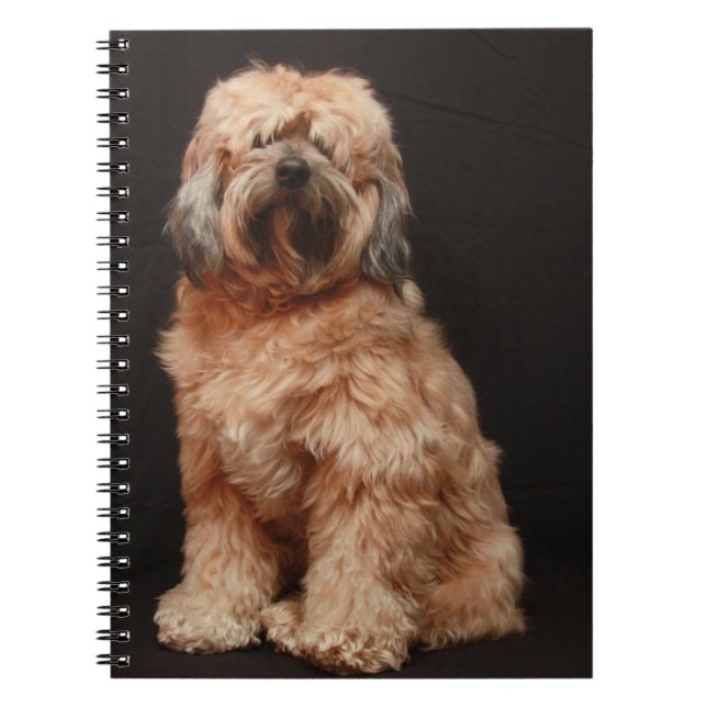 Caderno Espiral Notebook Tibetano Terrier (Frente)
