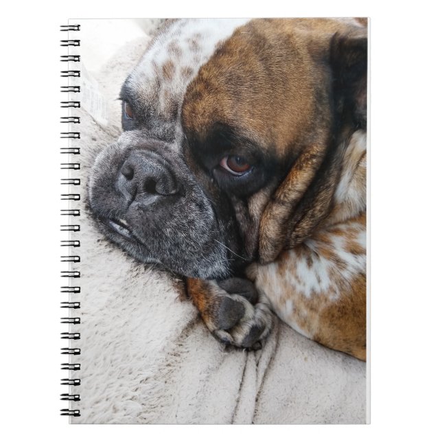 Caderno Espiral Notebook Triste Vitoriano Bulldog Foto 9x6 (Frente)