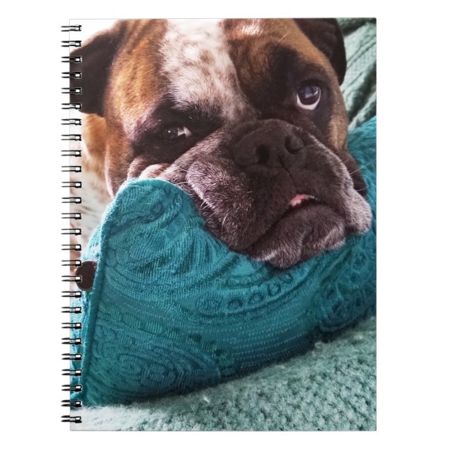 Caderno Espiral Notebook vitoriano Bulldog Foto 9x6 (Frente)