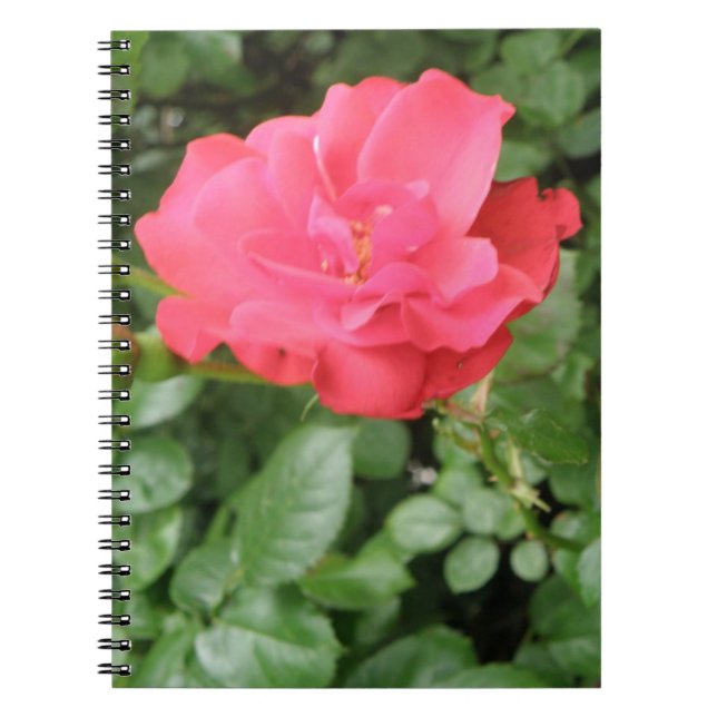 Caderno Espiral Notebook Wild Rosa (Frente)