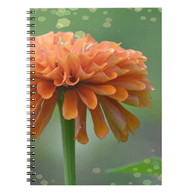 Caderno Espiral Notebook Zazzled Zinnia (Frente)