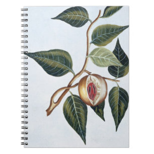 Caderno Espiral Noz-moscada, placa 7, 'da coleção Precieuse e En
