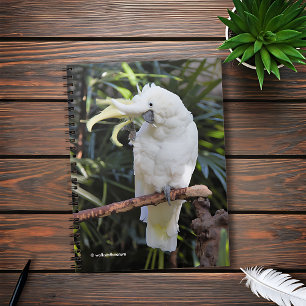 Caderno Espiral O Cockatoo Enxofre-Com crista acena no fotógrafo