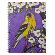 O Goldfinch americano