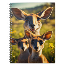 O Quirky Kangaroo Clan