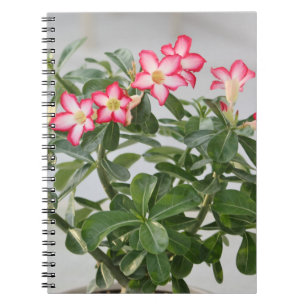 Caderno Espiral O rosa de deserto floresce a planta