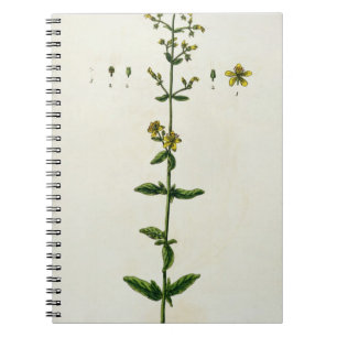 Caderno Espiral O Wort de St John, chapeia 15 "de um erval