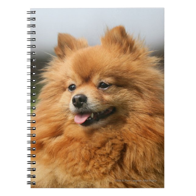 Caderno Espiral Observação de Pomeranian (Frente)