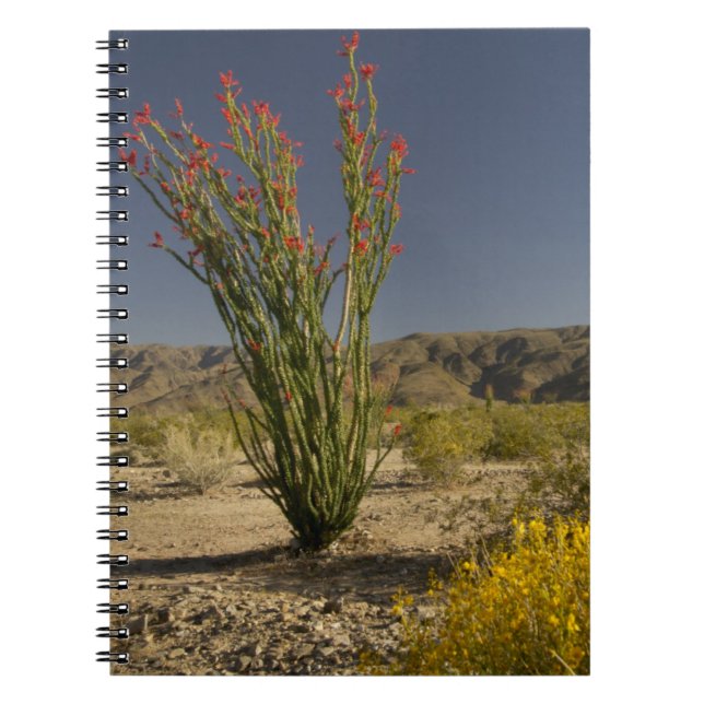 Caderno Espiral Ocotillo e Desert Senna (Frente)