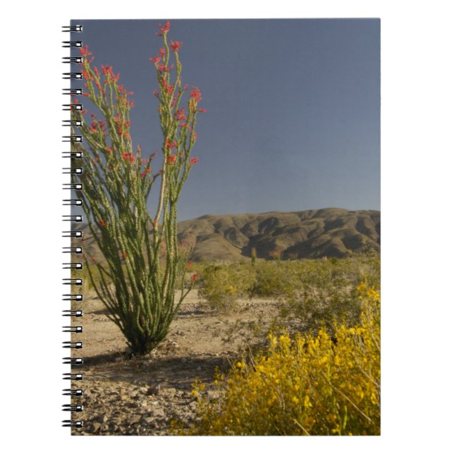 Caderno Espiral Ocotillo e desert senna (Frente)