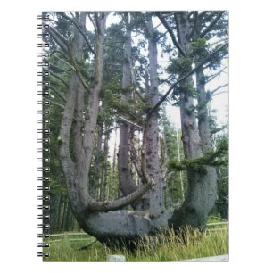Caderno Espiral Octopus Tree, Cape Meares, Oregon