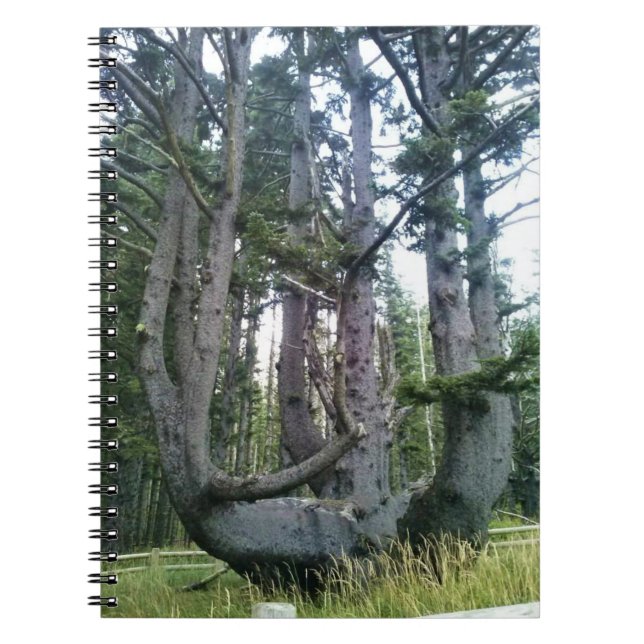 Caderno Espiral Octopus Tree, Cape Meares, Oregon (Frente)