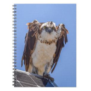 Caderno Espiral Olhos da Águia-Pescadora