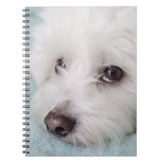 Caderno Espiral Olhos de de Tulear Filhote de cachorro do algodão