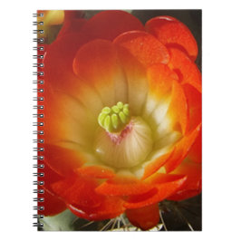 Caderno Espiral Orange-Cactus-flower