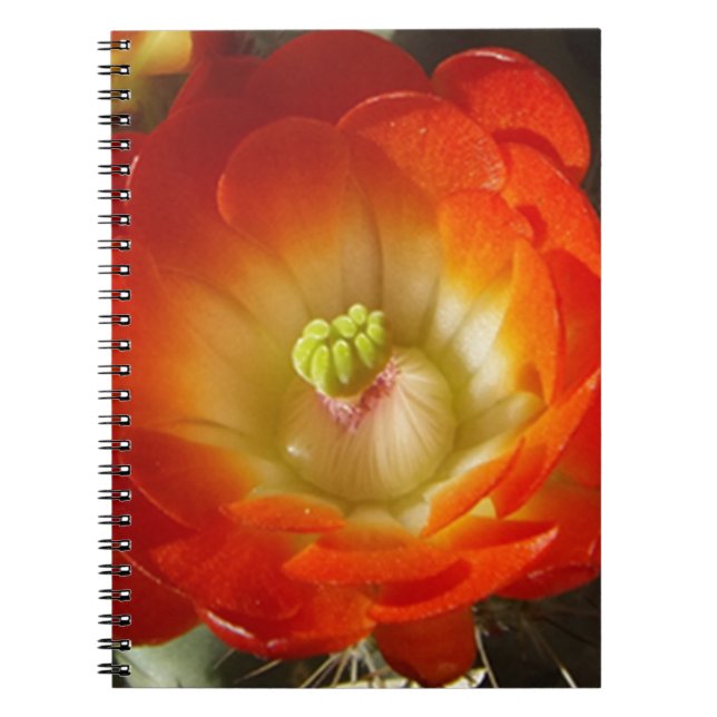 Caderno Espiral Orange-Cactus-flower (Frente)