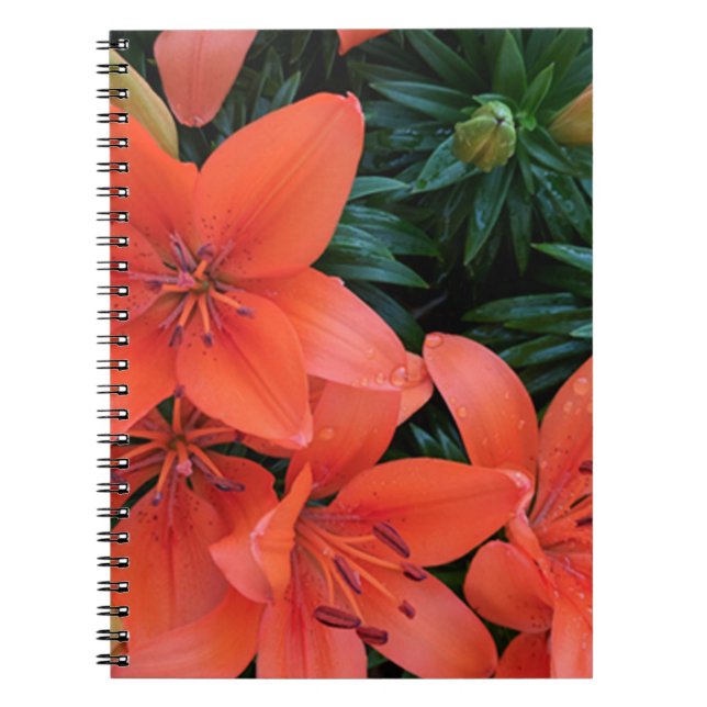 Caderno Espiral Orange Lily (Frente)