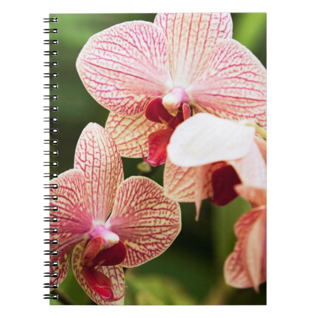 Caderno Espiral Orange Orchid Hybrid, África do Sul (Frente)