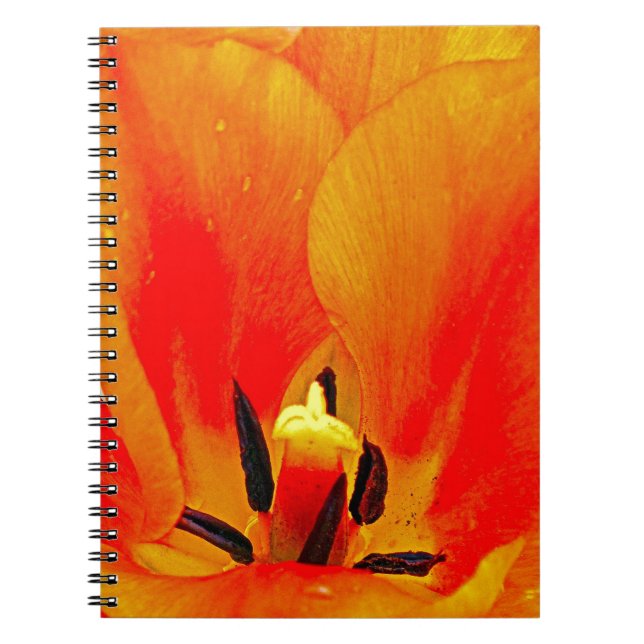 Caderno Espiral Orange Tulip (Frente)