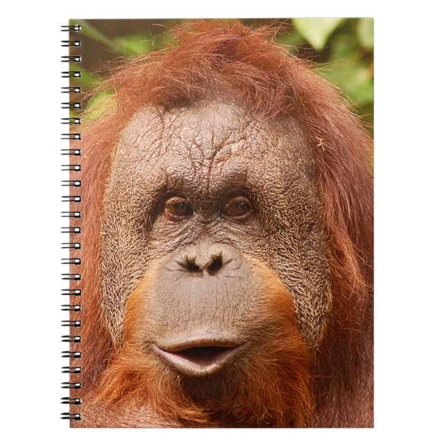 Caderno Espiral Orangotango (Frente)